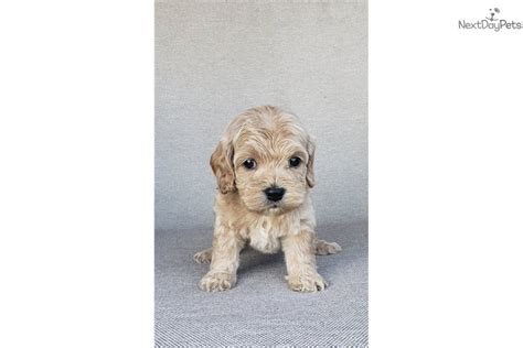 cockapoo for sale nashville